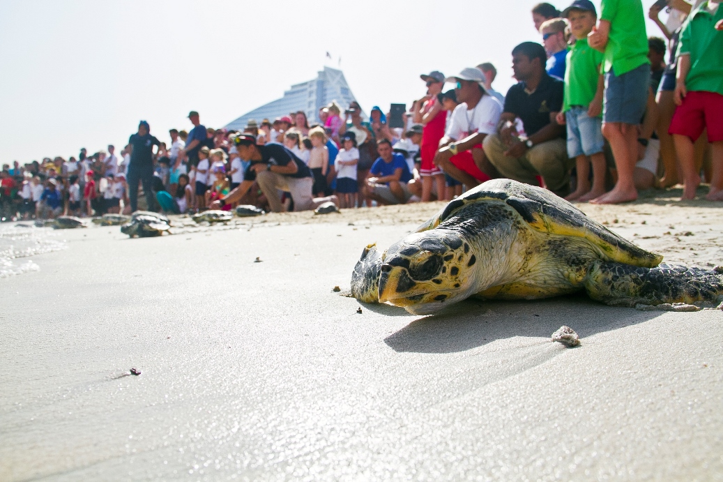 A critically endangered hawksbill turtle 1-1
