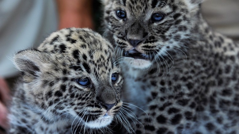 A Nyíregyházi Állatpark 4 hetes perzsa leopárd kölykei