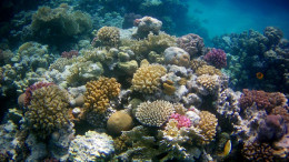 A Vörös-tenger mérhetetlenül gazdag élővilágáról is híres