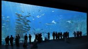 Európa legnagyobb akváriuma © Sophie et Jacques Rougerie