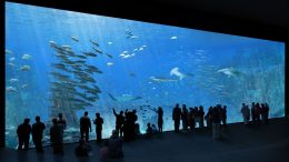 Európa legnagyobb akváriuma © Sophie et Jacques Rougerie