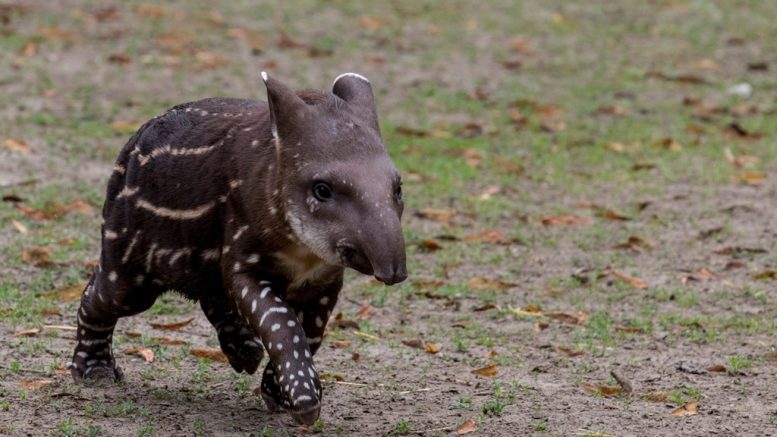 A vasárnap született több mint 6 kg-os csíkos, pöttyös testű tapír bébilány