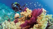 Hogy milyen vörös-tengeri élővilágot találunk, nagyban befolyásolja, hogy a tenger melyik részén fogunk búvárkodni...
