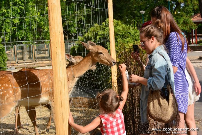 Már az állatkert látogatottsága is visszaállt a járvány előtti szintre