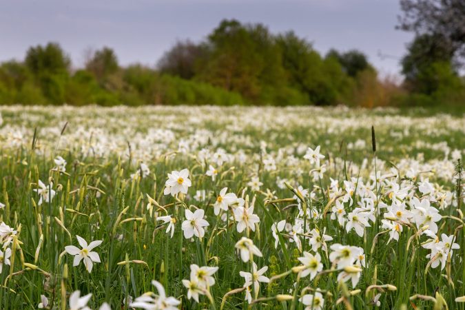 Közeleg Európa legnagyobb összefüggő nárciszmezejének virágzása