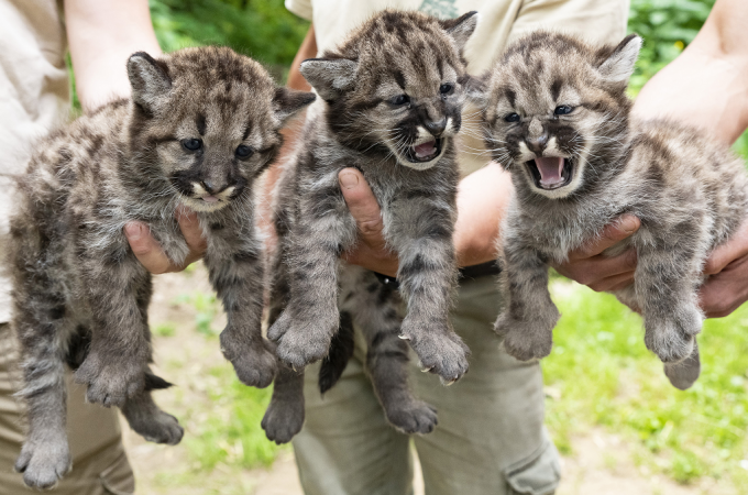 Puma-kölykök a Nyíregyházi Állatparkban – képeken az ikrek