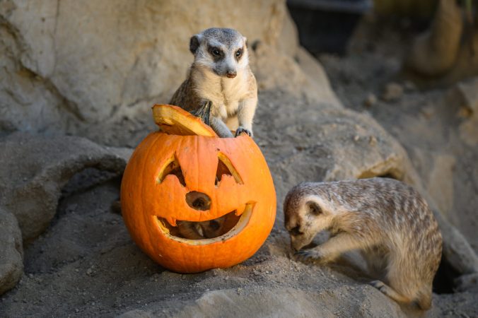 Halloweeni programok a reflektorvényben, bortriatlon és rakpartbúcsúztató – Hétvégi programajánló