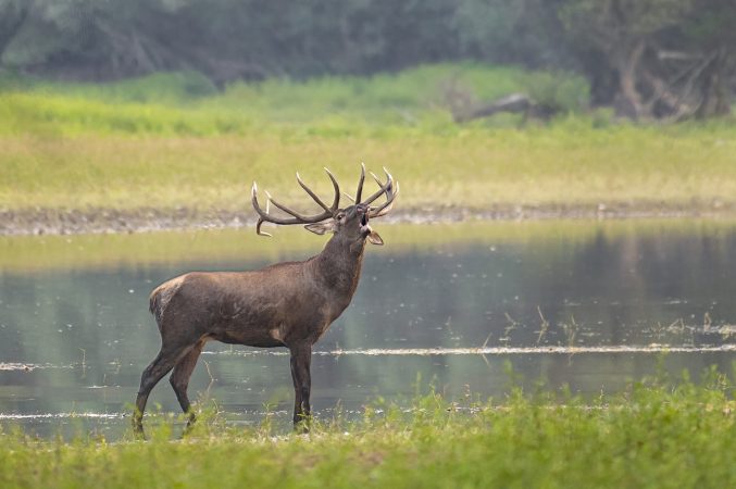 Szemléletformáló szarvasbőgés-hallgató túrák a gímszarvas-nász jegyében gemencen