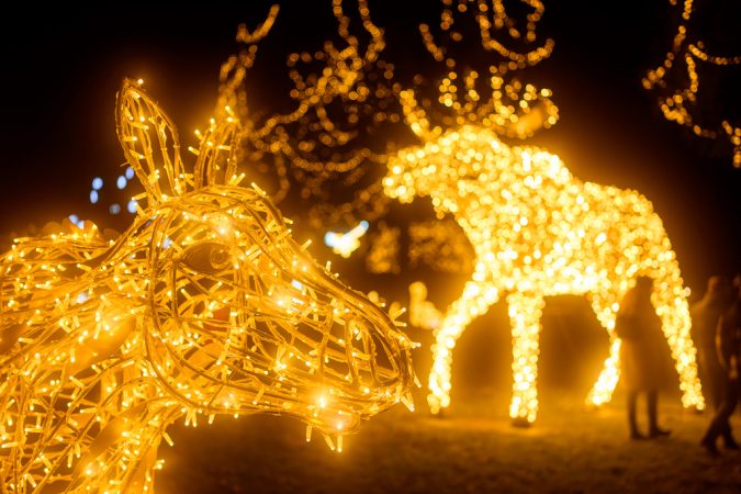 Különös fényállatok bukkannak fel a Bagolyvár Vadasparkban