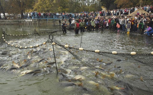 Jön az Öreg-tavi Halász és Halgasztro Fesztivál – Tata legízletesebb hagyománya