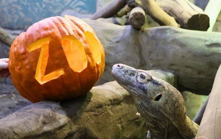 Halloween minden mennyiségben – hétvégi programajánló